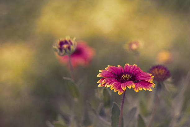 gaillardia pulchella fiore in gardent - gaillardia pulchella foto e immagini stock