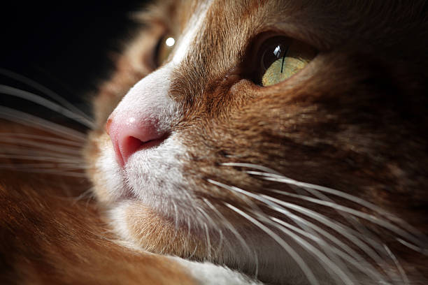 Gato - fotografia de stock