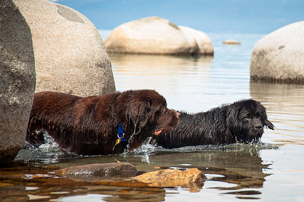 My Two Newfoundland Dogs Two newfoundland dog standing in a lake newfoundland dog photos stock pictures, royalty-free photos & images