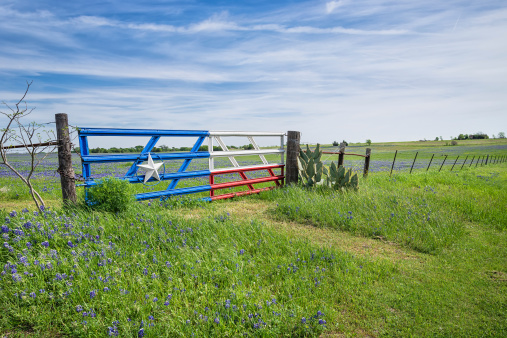 Bluebonnet field and a fence with gate along roadside in Texas spring