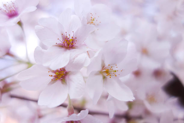 Sakura stock photo