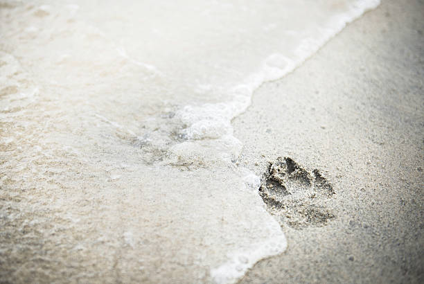 jeden pies odcisk w piasku na plaży - dog paw print beach footprint zdjęcia i obrazy z banku zdjęć