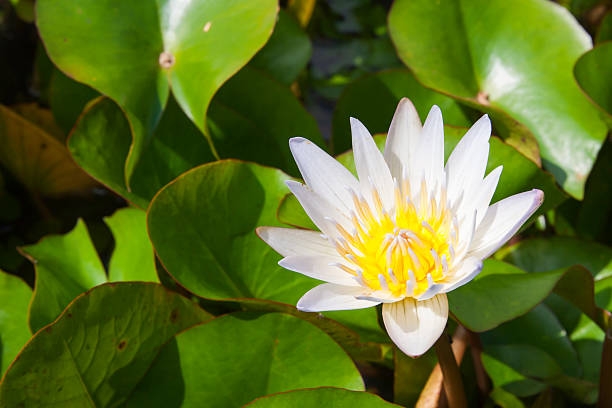 istock Beautiful white lotus in the pond 487786556