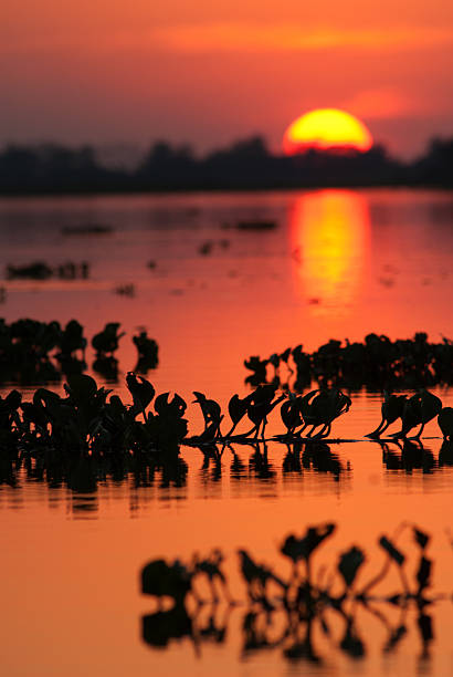 Sunset over Pantanal wetland, Brazil