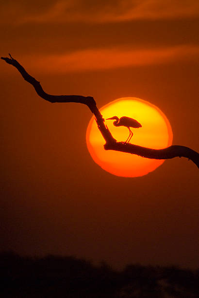 закат за большая белая цапля, регион pantanal, бразилия - bird egret wildlife animal стоковые фото и изображения