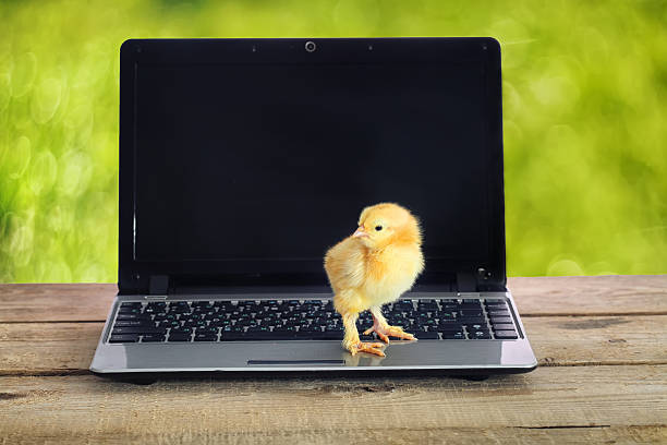 nouveau-né chick sur un ordinateur - easter chicks photos photos et images de collection