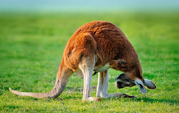 tiene alguien en su hogar? - kangaroo animal humor fun fotografías e imágenes de stock