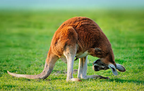 é alguém para casa? - kangaroo animal humor fun - fotografias e filmes do acervo