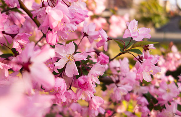 Spring beauty stock photo