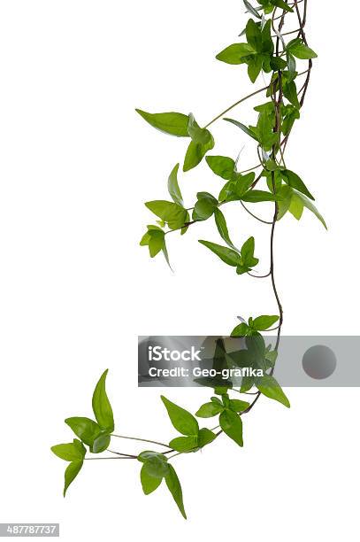 Foto de Alguns Ivy Hastes Isolado Sobre O Branco e mais fotos de stock de Vinha - Vinha, Fundo Branco, Toxicodendro