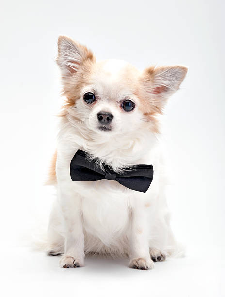 istock cute Chihuahua dog  with black bow tie 487787751