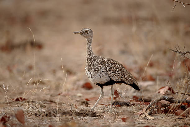 istock Red-crested bustard, Lophotis ruficrista 487790986