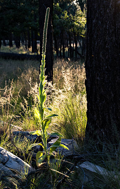 contraluz manhã de planta - travel nature back lit rural scene - fotografias e filmes do acervo