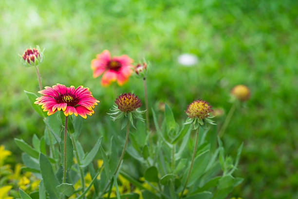 istock Gaillardia pulchella flower in gardent 487791654