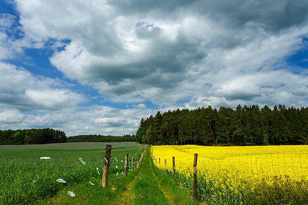 istock Fields Countryside Road And Crops Of Grain With Canola 487792192