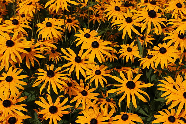 istock black-eyed-susan - yellow daisy flowers background 487794786