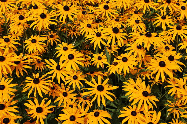 istock black-eyed-susan flowers 487794788