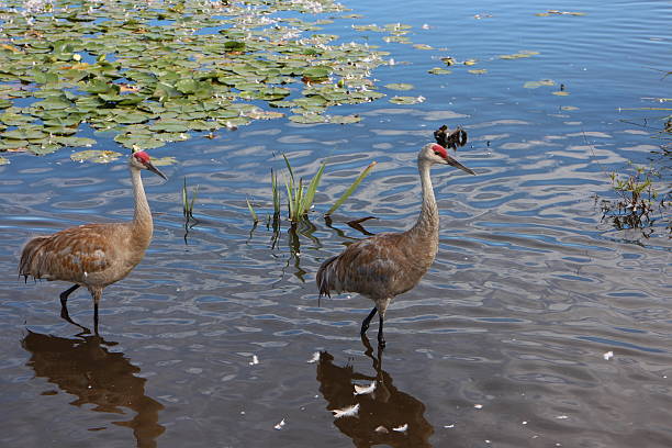 istock Pair of sandhill cranes 487794808