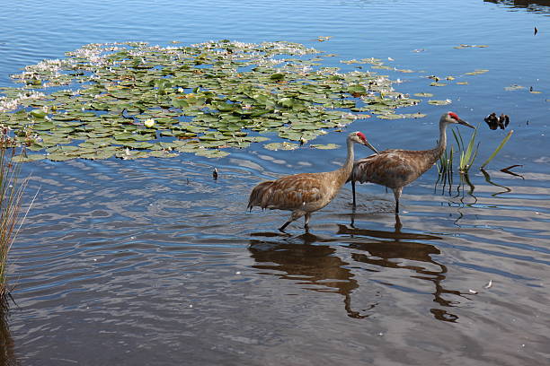 istock Beautiful Sandhill cranes wading in shallow water 487794810