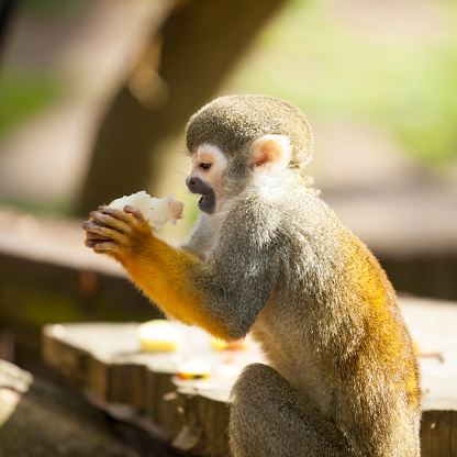 Squirrel monkey having a snack (saimiri sciureus)