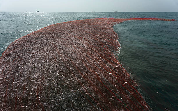 grande rete da pesca wih raggio di sardine, kerala, india. - industrial fishing foto e immagini stock