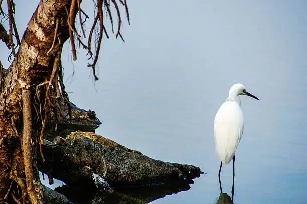 Photo of Little Egret