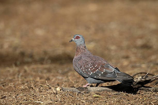 istock Spectacled pigeon, Columba guinea 487796974