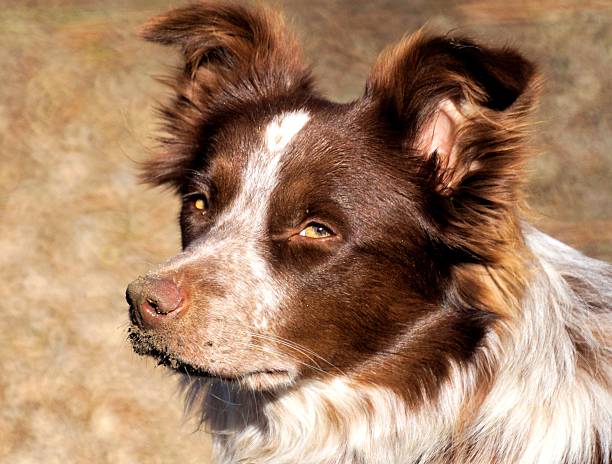 istock Border Collie with dirty nose 487797720