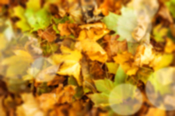 Blur background - autumn red and yellow leaves stock photo