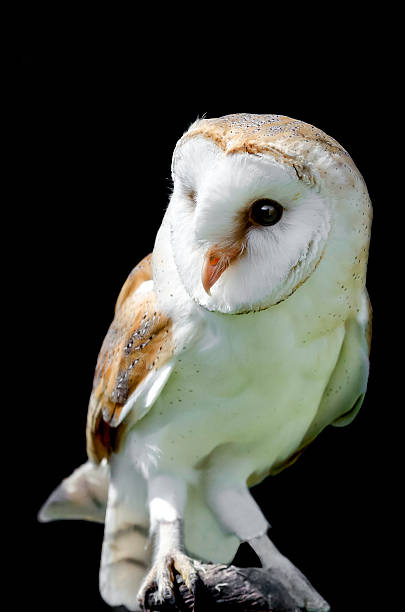 barn owl isolated on a black background, colour image