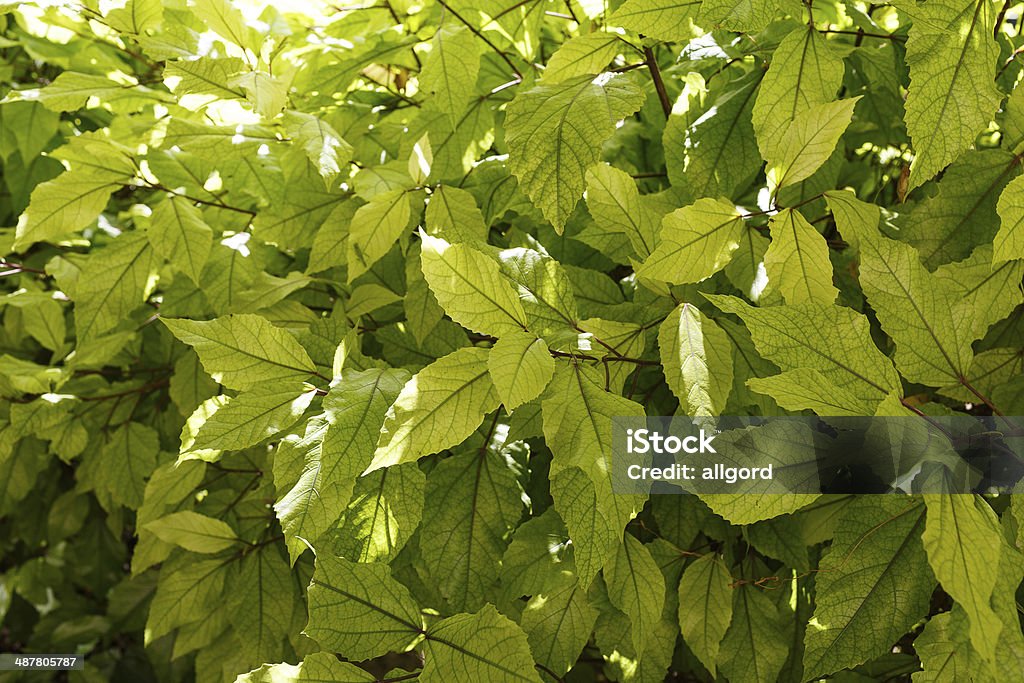 Background texture of fresh green leaves Beautiful flowers street in Valletta. Malta Bright Stock Photo