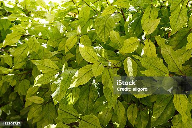 Background Texture Of Fresh Green Leaves Stock Photo - Download Image Now - Bright, Cityscape, Color Image