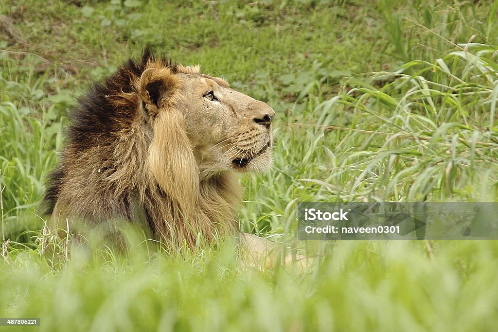 Lion King Of Forest Stock Photo - Download Image Now - Africa, Alertness,  Animal - iStock