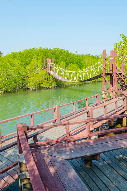istock Wooden bridge leading to tropical mangrove forest. 487806287