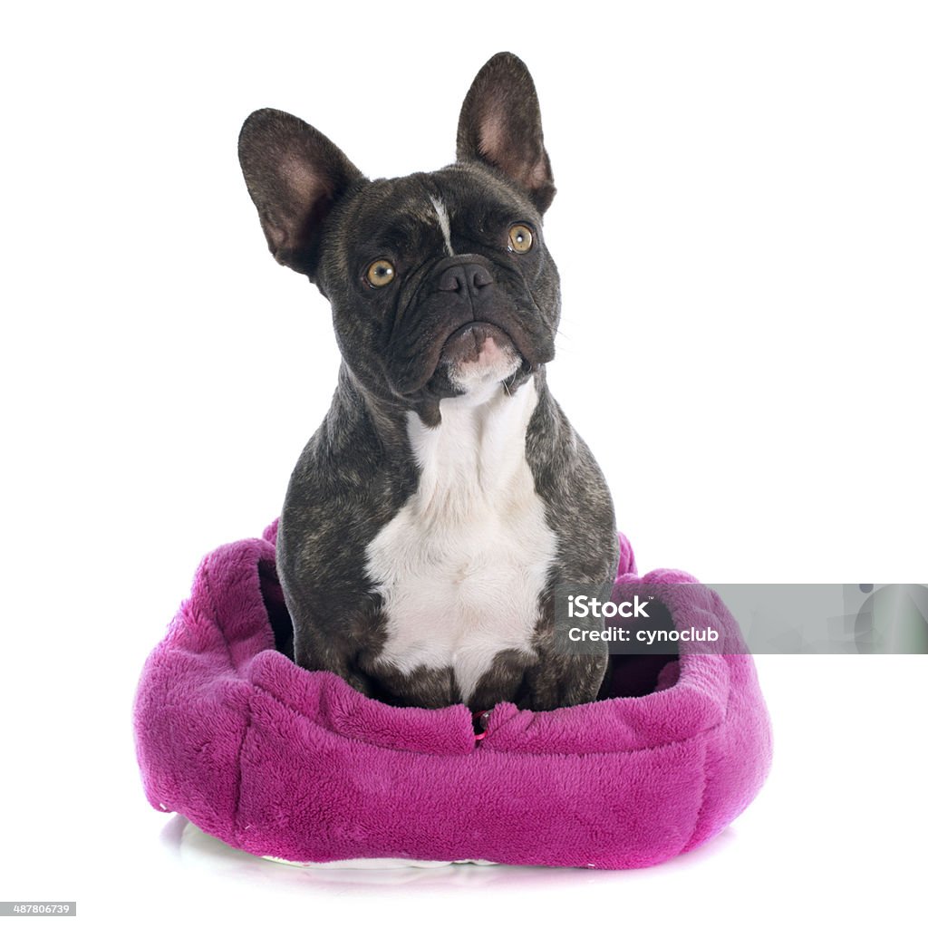 french bulldog portrait of a purebred french bulldog in front of white background Animal Stock Photo