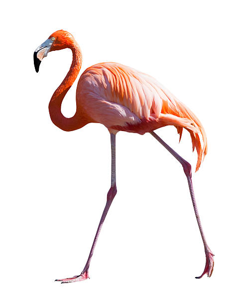 istock Full Length of Flamingo over white 487806775