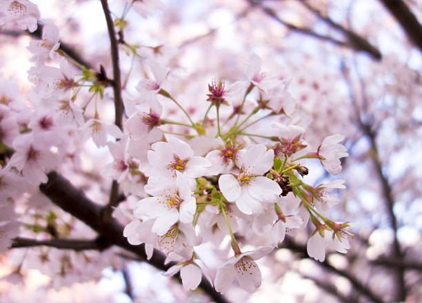 Japanese Spring stock photo