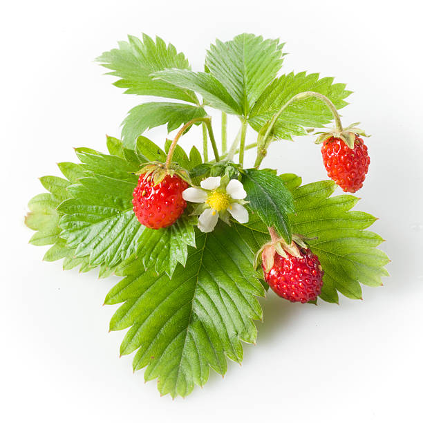 morango selvagem isolado a branco - strawberry plant imagens e fotografias de stock