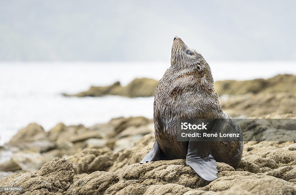 Seal, New Zealand New Zealand fur seal or southern fur seal, Marlborough region, South Island, New Zealand Marlborough Sounds Stock Photo