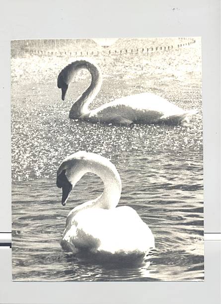 Nadar swans - fotografia de stock