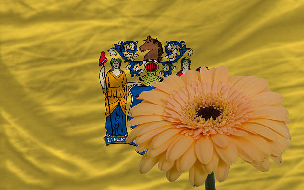 gerbera flower in front flag of new jersey gerbera daisy flower and flag of us state of new jersey as concept and symbol of love, beauty, innocence, and positive emotions jerseyan stock pictures, royalty-free photos & images