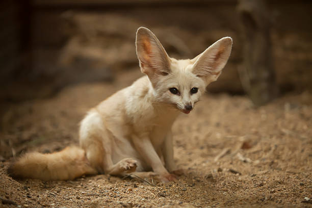 Fennec Fox stock photo