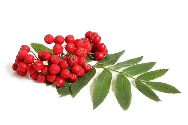 Branch of ashberry with green leaf on white background