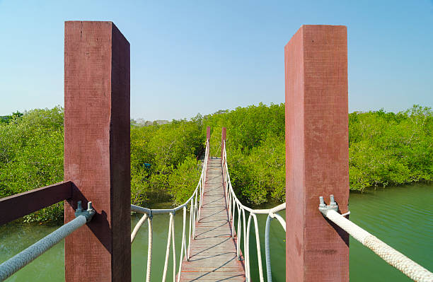 istock Wooden bridge leading to tropical mangrove forest. 487808611