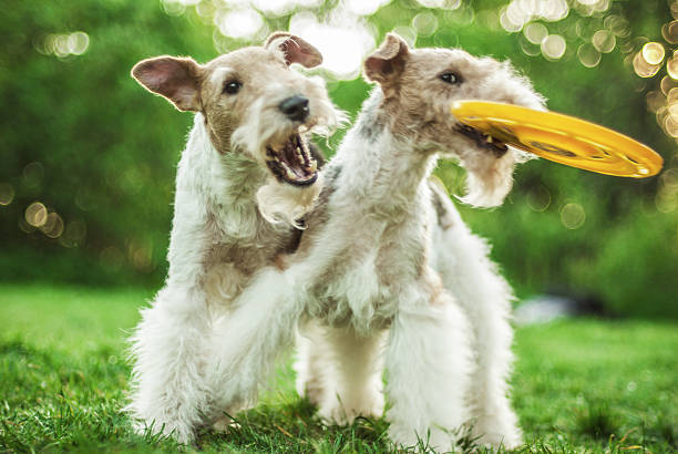 Two dog breeds Fox-Terrier stock photo