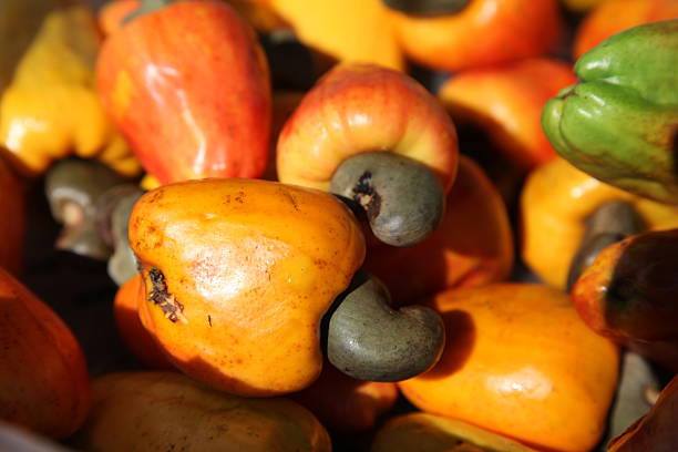 istock Cashew fruits, fresh harvest 487809765