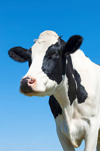 istock Portrait of black and white cow 487809776
