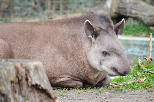 South American tapir - Tapirus terrestris is resting