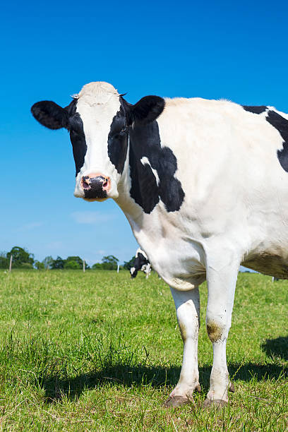 istock View of beautiful cow on green grass 487810000