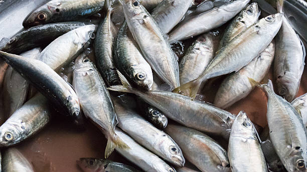 istock fish for sale in local market 487810814